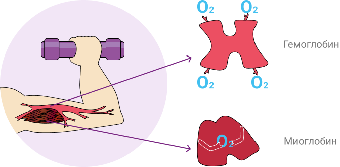 Связь постоянной слабости с уровнем железа