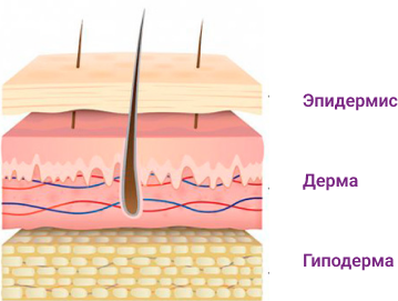 Строение кожи: эпидермис, дерма, гиподерма